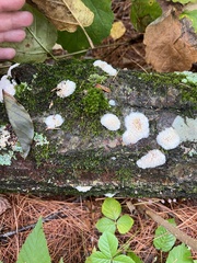 Radulomyces copelandii