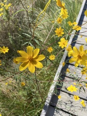 Bidens trichosperma