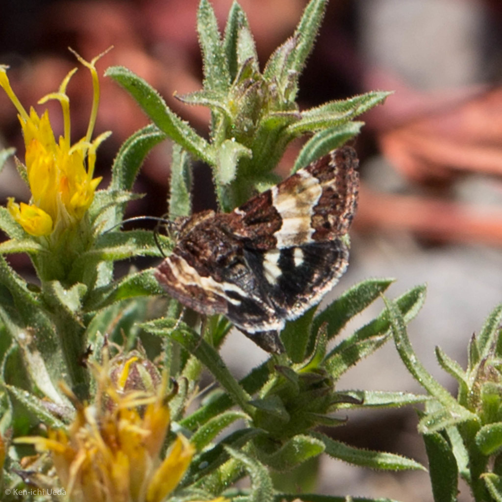 Schinia vacciniae