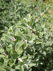 Salvia aurea