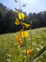 Crotalaria juncea