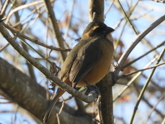 Saltator aurantiirostris