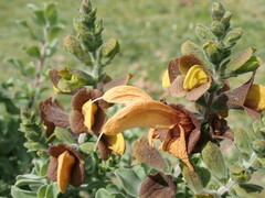 Salvia aurea