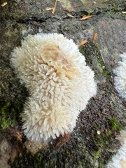 Radulomyces copelandii