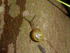 Gastropoda