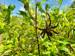 Dolomedes vittatus