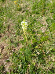 Hebenstretia integrifolia