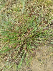 Juncus