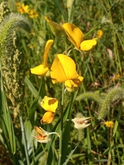 Crotalaria juncea
