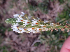 Hebenstretia integrifolia