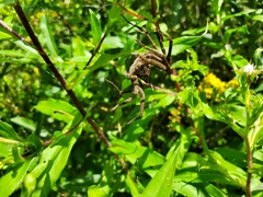 Dolomedes vittatus