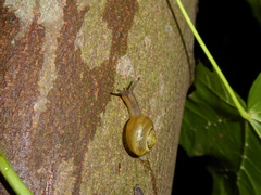 Gastropoda