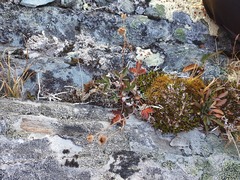 Potentilla nivea