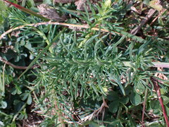 Hebenstretia integrifolia