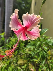 Hibiscus × archeri
