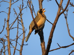 Saltator aurantiirostris