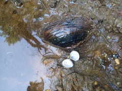 Corbicula fluminea