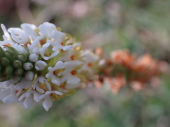 Hebenstretia integrifolia