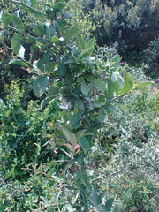 Gymnosporia buxifolia