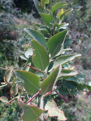 Gymnosporia buxifolia