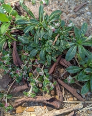 Gomphrena serrata