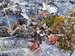 Potentilla nivea
