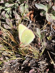 Colias behrii