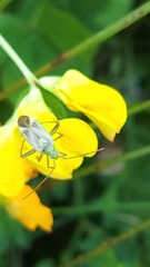Adelphocoris lineolatus