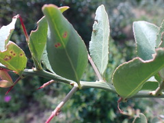 Gymnosporia buxifolia
