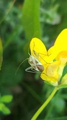 Adelphocoris lineolatus