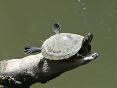 Pseudemys concinna concinna