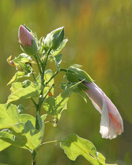 Hibiscus grandiflorus