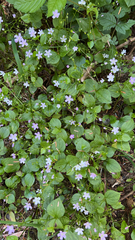 Claytonia sibirica