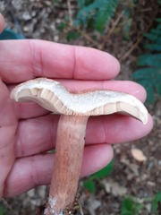 Lactarius torminosus