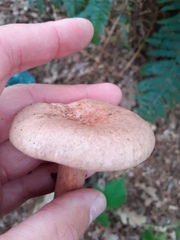 Lactarius torminosus
