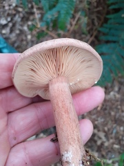 Lactarius torminosus