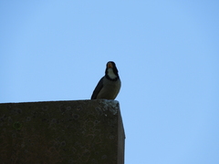 Saltator aurantiirostris