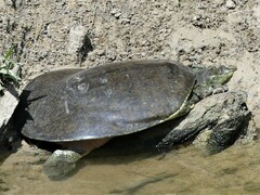 Apalone spinifera pallida