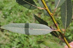 Salix