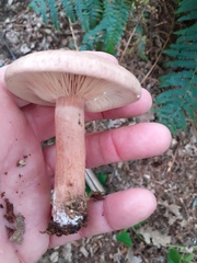 Lactarius torminosus