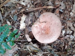 Lactarius torminosus