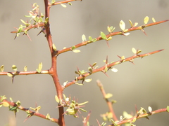 Condalia microphylla