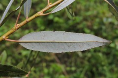 Salix