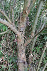 Salix