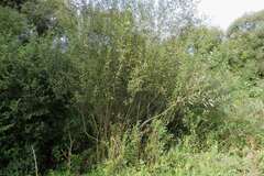 Salix