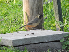 Saltator aurantiirostris