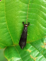 Mystacides azureus