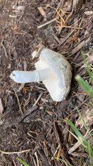 Saproamanita thiersii