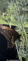 Papilio polyxenes asterius