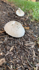 Saproamanita thiersii